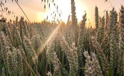 Imagen de un campo de trigo en Locon (norte de Francia), el pasado 29 de junio.