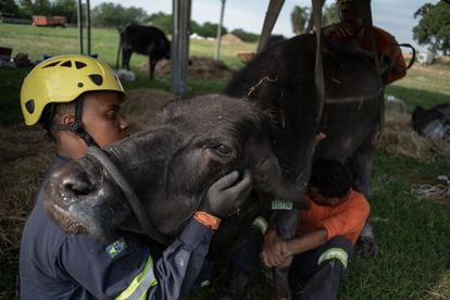 Activistas atienden a un búfalo en gravo estado.