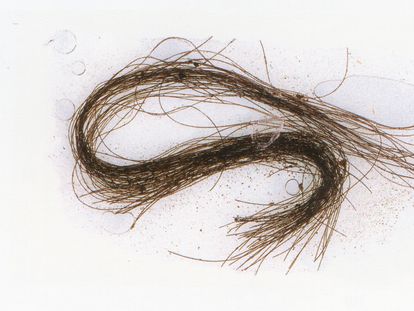 En este cabello cortado hace unos 3.000 años, supuestamente perteneciente a un chamán, se han hallado restos de atropina, escopolamina y efedrina.
