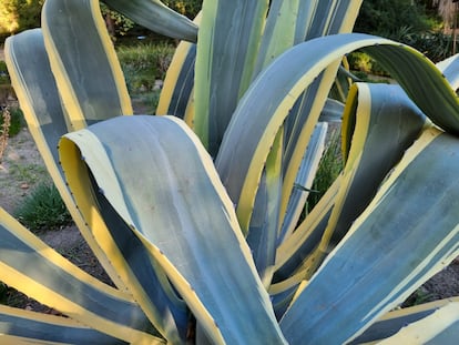 A spectacular Agave americana 'Marginata' showing the variegated color in its leaves.