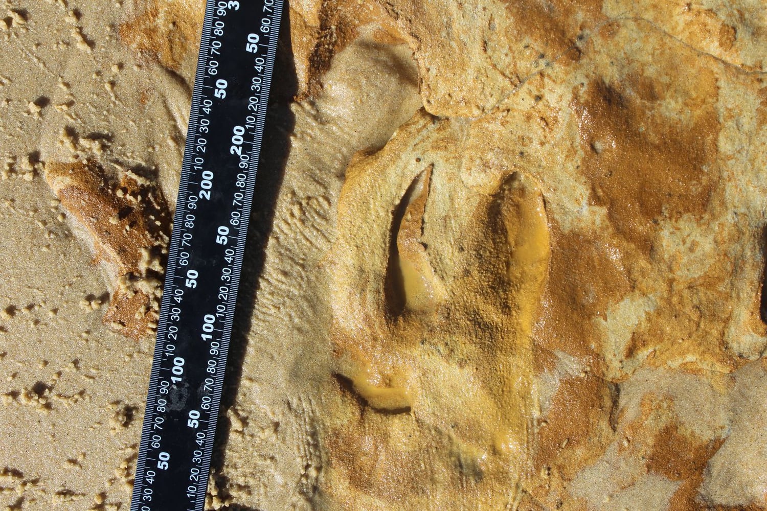 Footprint 'Suidichnus galani' found in Matalascañas.