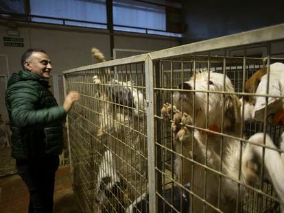 El veterinario Luis Muñoz Lorite muestra orgulloso su rehala de 75 perros de caza, en La Carolina (Jaén).