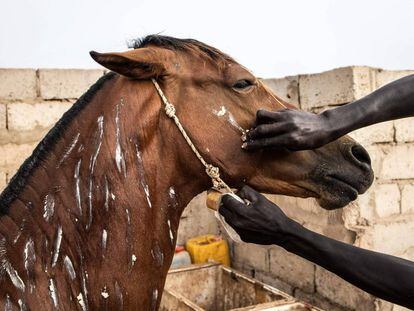 Ganarse el pan en Dakar gracias a un caballo