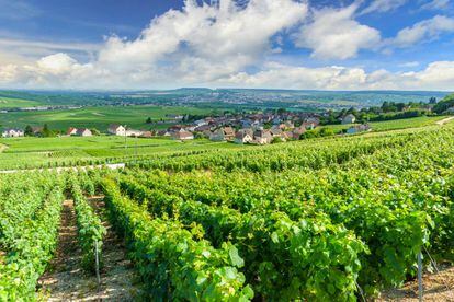 La región de Champagne cubre 34.168 hectáreas de viñedo.