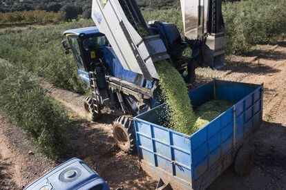 Volcado de la aceituna en una de las fincas de Todoolivo