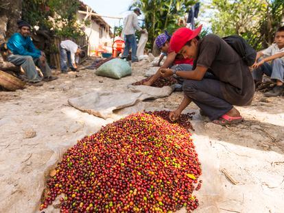 Un niño selecciona granos de café verdes de los maduros rojos para la exportación en un campo de El Salvador.