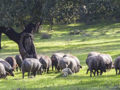 Piara de cerdos ibéricos en Extremadura.