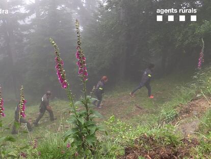 Mossos d'Esquadra y Agents Rurals actúan en el Pirineu por la muerte del oso Cachou.