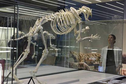 Esquelet de dents de sabre a l'exposició de CosmoCaixa.