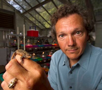 El científico Barry Sinervo, de la Universidad de California en Santa Cruz, muestra un pequeño saurio lagarto.