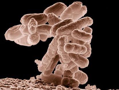 La bacteria E. coli colabora en los procesos digestivos