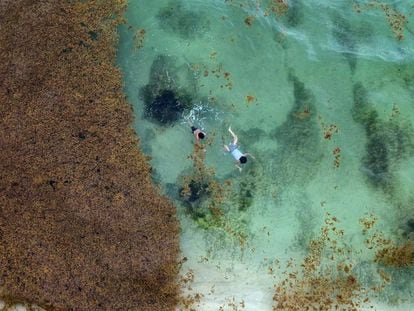 El alga que oscurece la vida en el Caribe mexicano