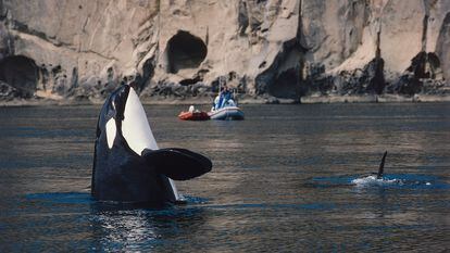 Una orca juguetea en la isla de San Juan, en EE UU.