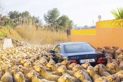 Fotografía de Ricardo Cases en su libro 'El porqué de las naranjas' (2014).