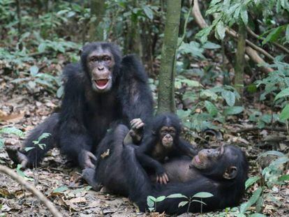 Chimpancés en el Parque Nacional de Taï, en Costa de Marfil. MPI / Liran Samuni
