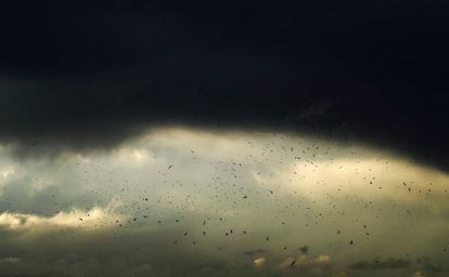 Las gaviotas vuelan bajo una espesa nube de tormenta en la costa de la capital libanesa de Beirut.