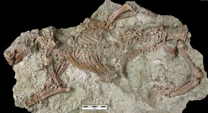 El fósil del esqueleto del 'Adalatherium hui' encontrado en Madagascar.