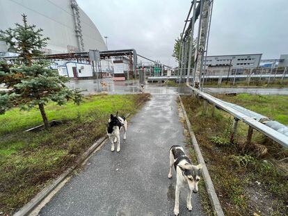 Alrededor de la central (en la imagen el sarcófago que protege el reactor que estalló) hay al menos 132 perros asilvestrados.