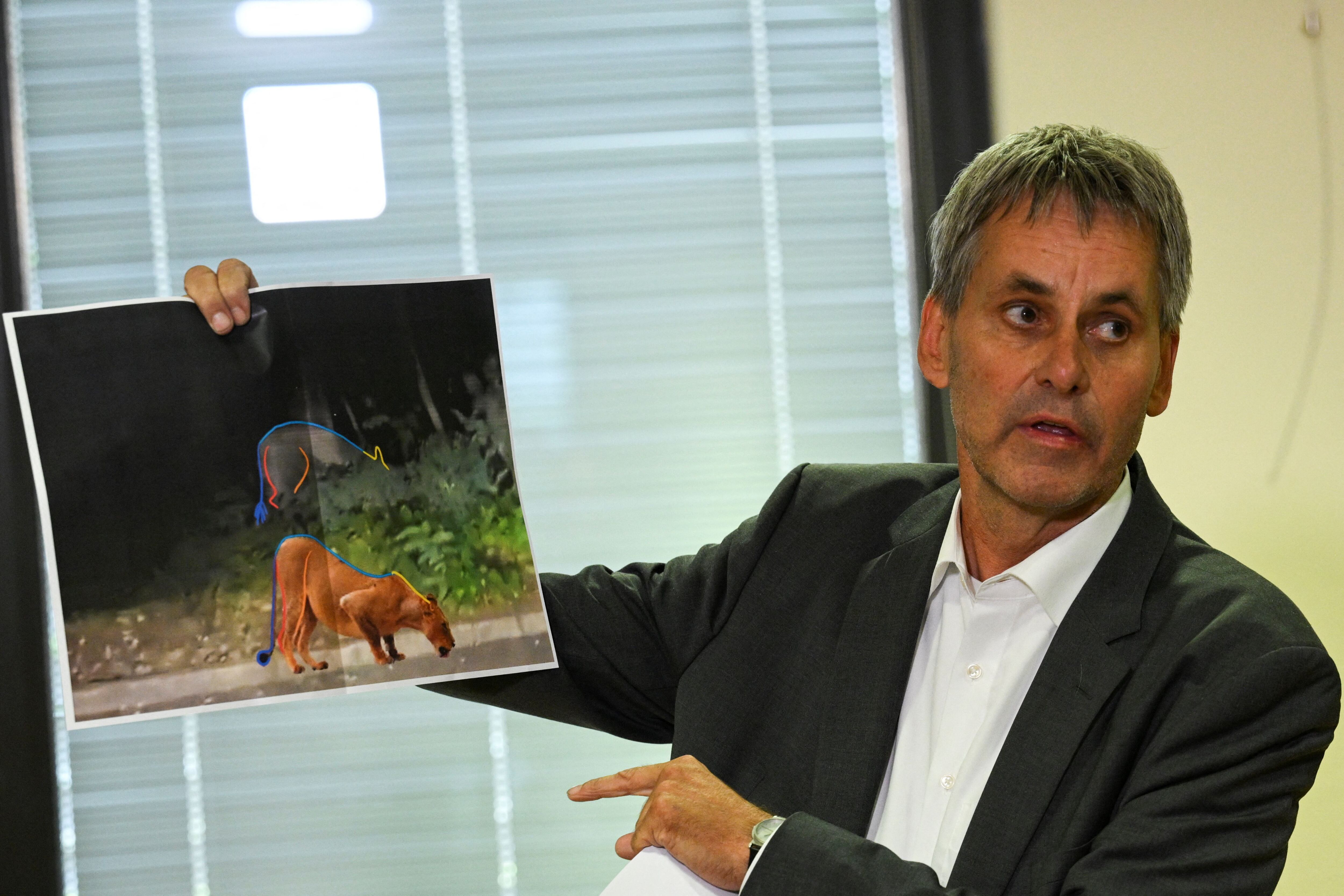 Michael Grubert, alcalde de Kleinmachnow, muestra una foto que analiza la forma del animal que se confundió con una leona durante una rueda de prensa este viernes. 