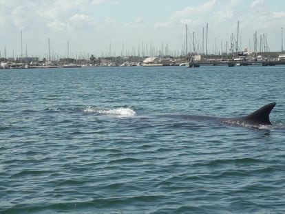 La ballena liberada este miércoles en el puerto de Valencia.