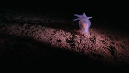 One of the species discovered in the seabed.