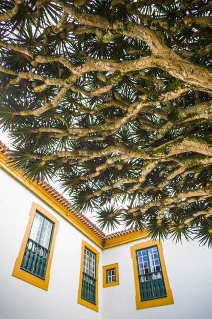 Ramas de un drago en un patio del palacio de los Capitanes, del siglo XVII, en la isla de Terceira.