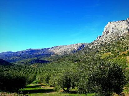 Olivares en la sierra cordobesa.