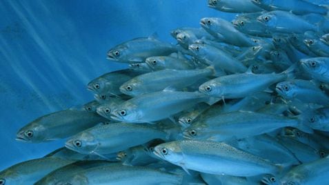 Salmones en una piscifactoría.