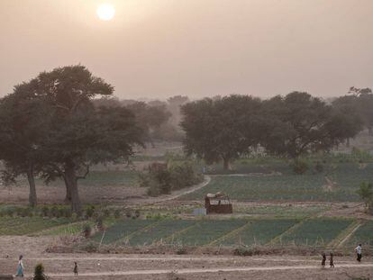 Cultivos y árboles en Tibiri (Níger).