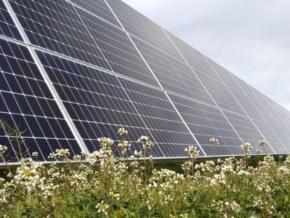 Paneles fotovoltaicos de una instalación de Solaria. 