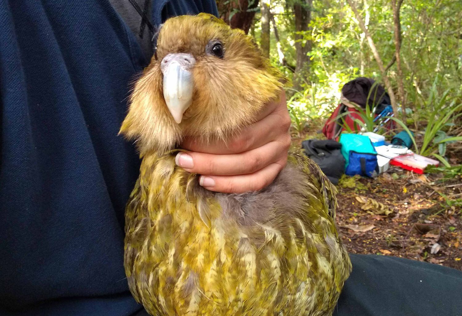 Un kakapo, una especie de Nueva Zelanda en peligro de extinción.