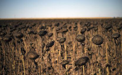 Girasoles secos se encuentran en un campo cerca de Kamen Brag (Bulgaria).