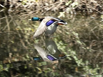 Un ánade real en pleno vuelo.