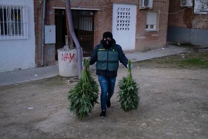 Un agente, con varias plantas de marihuana en Pinos Puente (Granada), en 2020. 