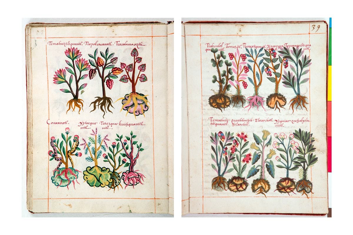 Biblioteca Nacional de Antropología: Vida e incidencias del antiguo herbario de los aztecas