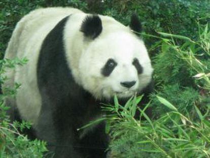 Shuan Shuan, una de las pandas del zoo de Chapultepec.
