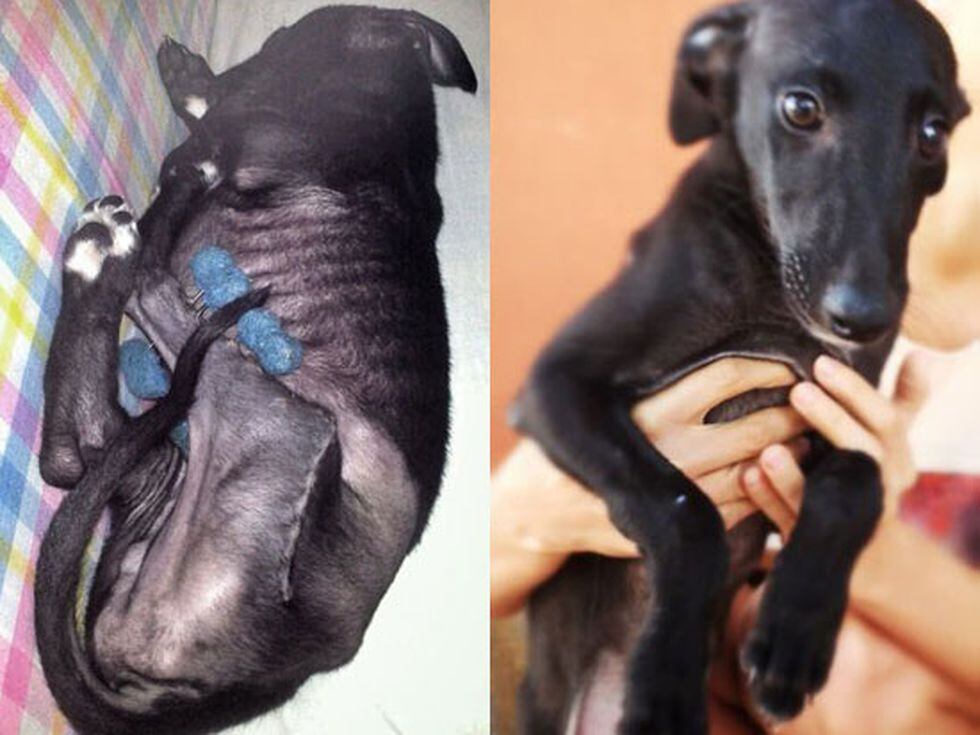 El Galgo Balon Y Otras Historias Sin Razon Animales Y Cia El Pais