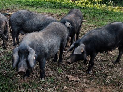 Exemplars de porc negre mallorquí en una granja de Llucmajor.