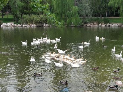 Ocas y patos en el parque El Soto de Móstoles.