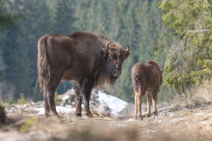 Bison reintroduced to the area.