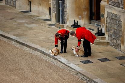 Los perros de la raza corgis, pertenecientes a la reina Isabel II, en el patio de armas del castillo de Windsor. 