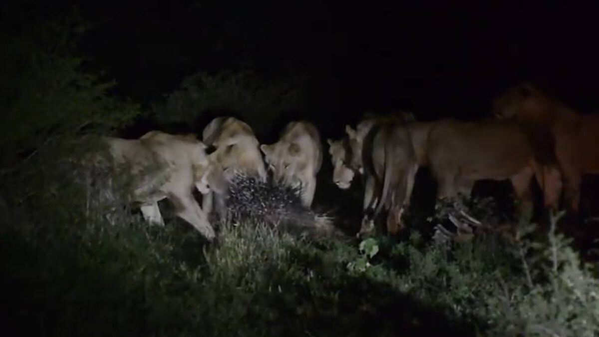 Un puercoespín planta cara (y vence) a una manada de leones | Vídeos | EL  PAÍS