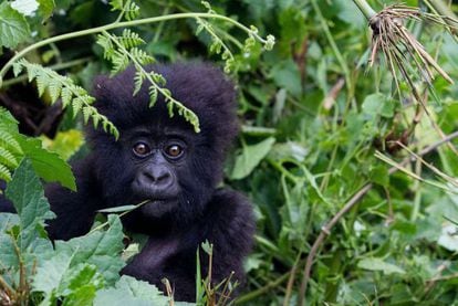 Una cr&iacute;a de gorila de las monta&ntilde;as, una subespecie en peligro cr&iacute;tico de extinci&oacute;n.