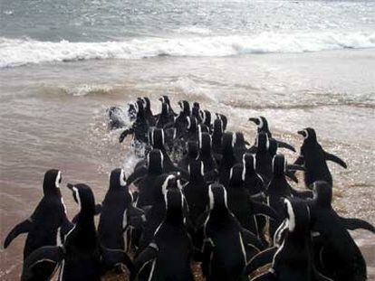 Liberación de pingüinos en una playa de Punta del Este (Uruguay).