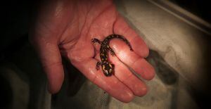 Salamandra común.