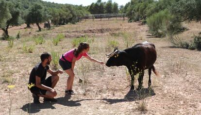 La vaca, aquest matí al seu nou espai.