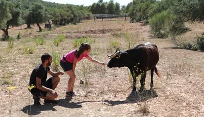 La vaca, aquest mat&iacute; al seu nou espai.