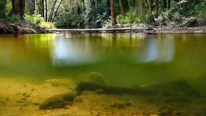 Anguilas en el río Ter, en Girona.