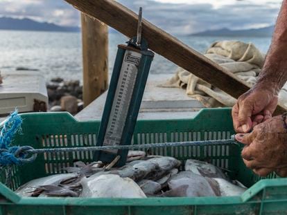 Un pescador pesa su captura del día en la isla El Pardito, en Baja California Sur.