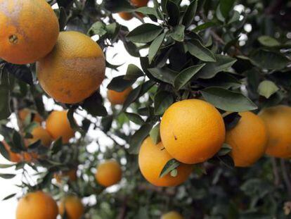 Una imagen de archivo de una plantación valenciana de naranjas.